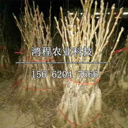 嫁接核桃苗價(jià)格 嫁接核桃苗基地報(bào)價(jià)
