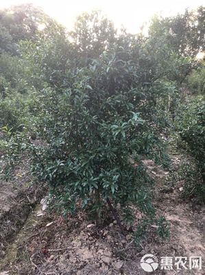 [花石榴苗批發]花石榴 價格85元/株