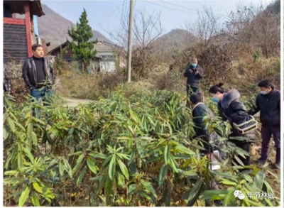 百里杜鵑管理區林業局三舉措做好林木種苗質量監管工作