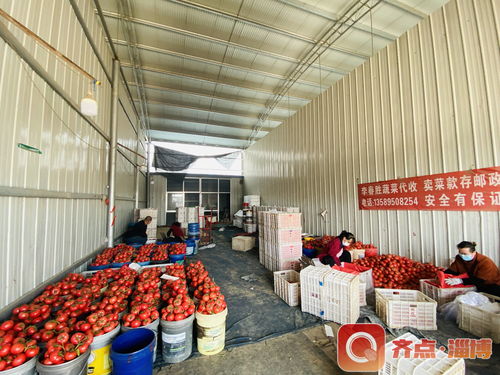 防疫生產(chǎn)兩不誤 臨淄區(qū)皇城鎮(zhèn)全力保障蔬菜銷售