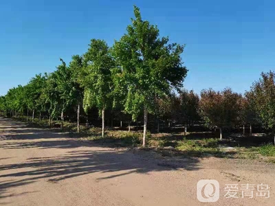 青島3家林木種苗生產(chǎn)經(jīng)營單位被確定為首批全國苗木信息采集點(diǎn)單位