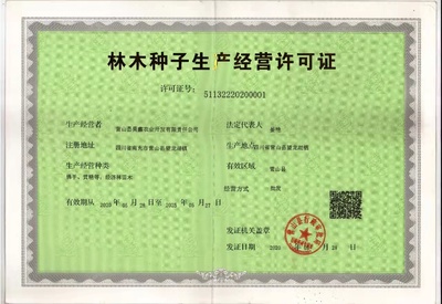 南充佛手苗 佛手嫁接苗 基地直供 中藥材種植基地 昊鑫農業