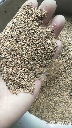 新產紫花地丁種子 甜地丁籽 多年生種植簡單 藥材種子