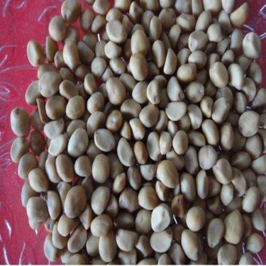苗木生產(chǎn)許可證 林木種子生產(chǎn)經(jīng)營許可證