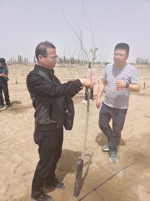 新疆生產(chǎn)建設(shè)兵團2022年林木種苗質(zhì)量 抽查工作圓滿結(jié)束