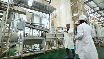 歐標(biāo)抹茶 探訪 世界抹茶超級工廠 是一種什么體驗