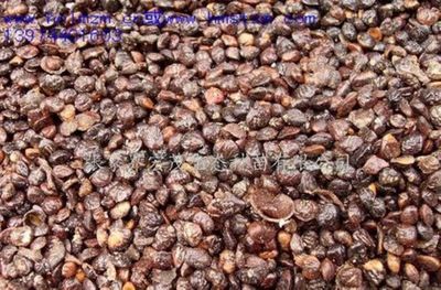 新樂(lè)昌含笑種子是什么價(jià)格?