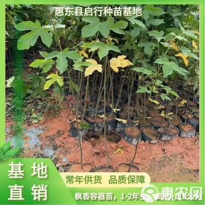 廣東省惠州市惠東縣 楓香苗 林木種子生產經營許可證 精品苗木
