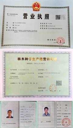 妃子笑荔枝嫁接苗、營養杯苗、高壓枝苗