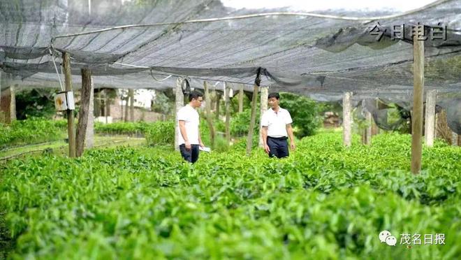 廣東首個奇楠沉香區域品牌培育標準化試點項目落戶電白
