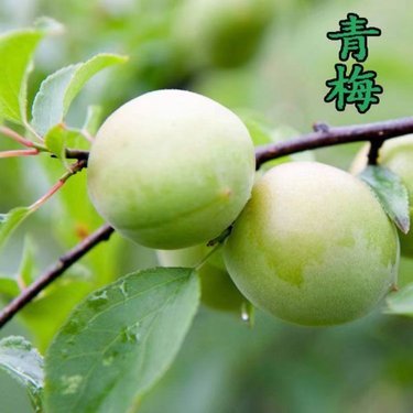 銷售苗木一定要辦林木種子生產(chǎn)許可證嗎?