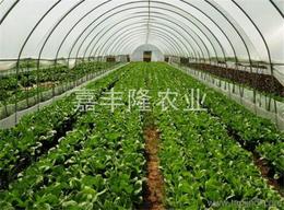 農(nóng)業(yè)蔬菜批發(fā) 可靠的農(nóng)業(yè)蔬菜廠家貨源 供應(yīng)信息