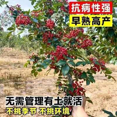 山東臨沂優(yōu)質(zhì)大紅袍花椒苗 林木種子生產(chǎn)經(jīng)營許可證認(rèn)證