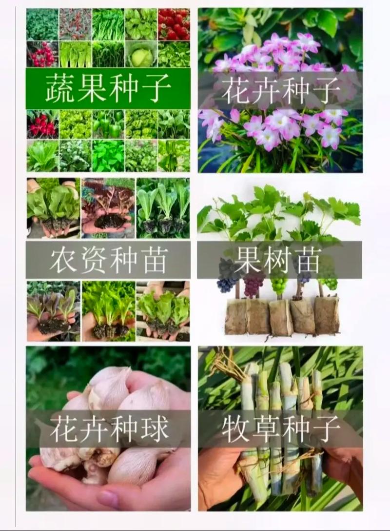 林草種子生產(chǎn)經(jīng)營許可證辦理.平臺上銷售林木樹苗,蔬菜種子,農(nóng)
