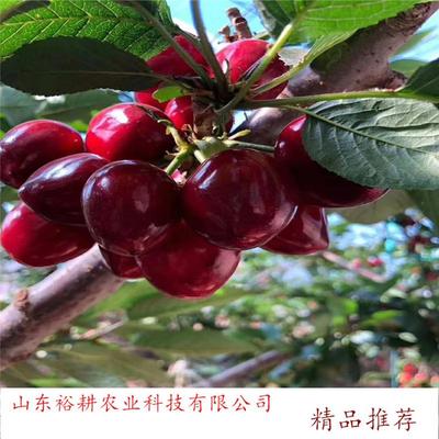 誠信矮化吉塞拉櫻桃苗 車厘子櫻桃苗 櫻桃苗供應(yīng) 櫻桃樹苗供應(yīng)