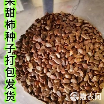 柿子種子 林木種子生產(chǎn)經(jīng)營許可 浙江紹興供貨
