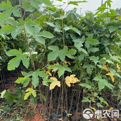 廣東省惠州市惠東縣 楓香苗 林木種子生產(chǎn)經(jīng)營許可證 精品苗木