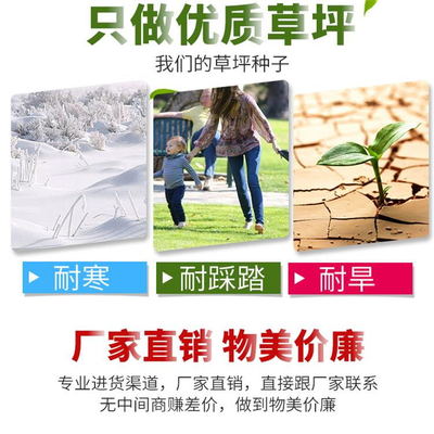 天勤種業(yè)剪股穎草籽-剪股穎種子-剪股穎批發(fā)-剪股穎草坪基地-廠家直銷