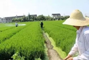 中央開會(huì)發(fā)話 明年幫扶小農(nóng)戶,支持合作社 更多農(nóng)民將得到增收扶持