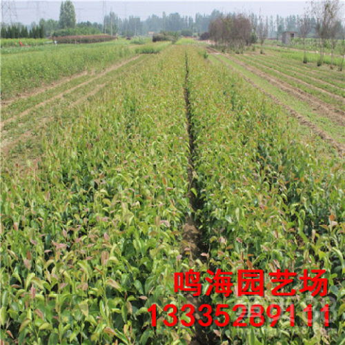 【資陽黑梨苗栽培技術(德州資訊)】- 